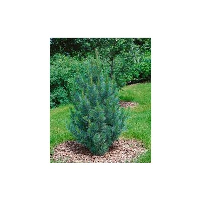 Pinus cembra 'Compacta Glauca'	25-30 cm cont. 5,0L