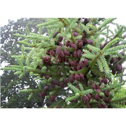 Ель чёрная Байснери (Picea mariana Beissneri) C5