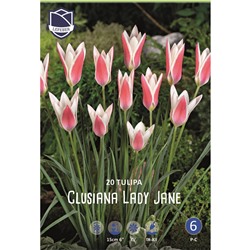 Тюльпан clusiana Lady Jane