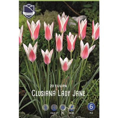 Тюльпан clusiana Lady Jane