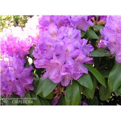 Rhododendron hybriden Purpureum Grandiflorum