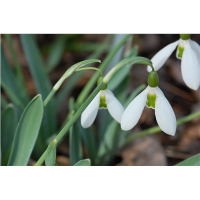 Galanthus	Подснежник	elwesii (10 шт)