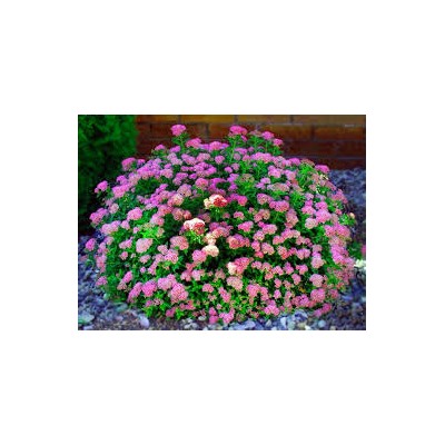 Spiraea japonica Little Princess