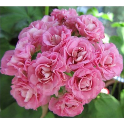 Пеларгония зональная 'Swanland Pink' / 'Australien Pink Rosebud' 11 и 8