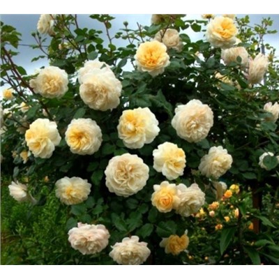 Роза парковая Crocus Rose