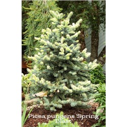Picea pungens 'Spring Blast'