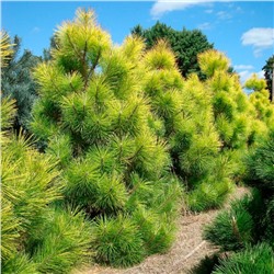 Сосна	Pinus 	thunb. Ogon