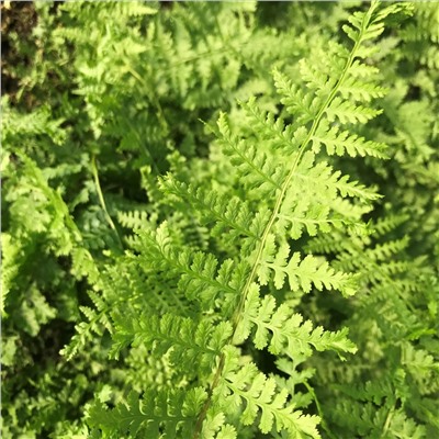 Athyrium filix-femina 'Rotstiel Grandiceps